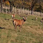 Zetzhirsch