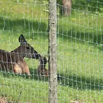 Zetzhirsch * Weiz