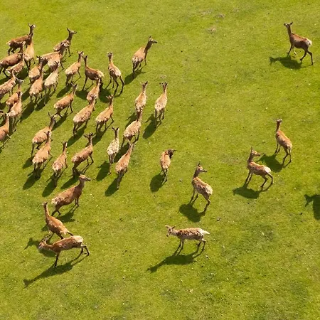 Zetzhirsch 바이츠