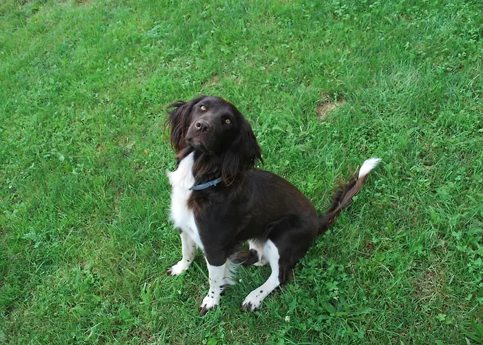 Lägenhet Zetzhirsch