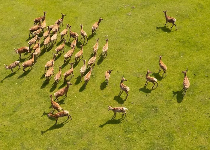 Zetzhirsch ヴァイツ